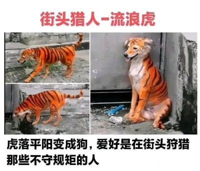 这是一张多图拼接的趣味恶搞P图，由三张展示同一只狗的图片组成，这只狗的身体被P上了老虎标志性的橙黑相间条纹。图片顶部配有红色文字标题“街头猎人-流浪虎”，底部配有黑色文字“虎落平阳变成狗，爱好是在街头狩猎那些不守规矩的人”。其中，右下角的图片里，这只“伪装老虎”的狗坐在墙角，张嘴吐舌，神态放松；左上角的图片中它正在粗糙的地面上行走；左下角的图片里它低头专注地嗅闻地面。图片玩了“虎落平阳被犬欺”的谐音改编梗，将俗语进行趣味化修改，把被改图的狗调侃成落魄的老虎，制造出荒诞、搞笑的反差效果，让人忍俊不禁。