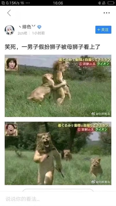 社交媒体截图展示了一则搞笑帖子，标题为“笑死，一男子假扮狮子被母狮子看上了”。帖子发布者为“绯色”，来自“2ch吧”社区，发布时间显示为“1小时前”。内容包含两张图片：上图中一名穿着狮子 costume 的男子被一只小狮子从后方抱住，下图中该男子 costume 的狮子头张嘴呈“咆哮”状，身后有几只狮子围观。两张图片上方均有日文文字“着ぐるみで動物と自撮りできるか？ 百獣の王 ライオン”（推测意为“穿着 costume 能和动物自拍吗？百兽之王狮子”），疑似某日本节目或挑战的片段。整体通过人类假扮狮子意外与真狮子产生互动的荒诞场景，营造出强烈的搞笑效果。