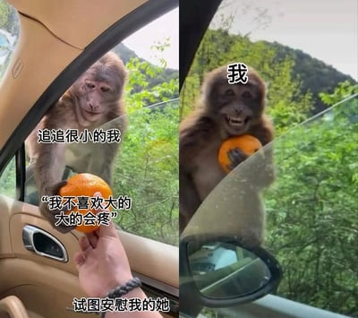 这是一张左右对比的搞笑梗图，展示了猴子与人类通过车窗互动的有趣场景。左侧图中，一只猴子正从车窗伸手进来，似乎在和车内的人互动，配文"追追很小的我"和"我不喜欢大的 大的会疼"。右侧图中，同一只猴子成功拿到橘子后开心大笑，配文"我"。图片通过猴子表情和动作的对比，以及幽默的文字，营造出滑稽有趣的效果。