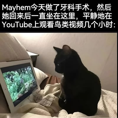 图片展示了一只名为Mayhem的黑猫在做完牙科手术后，安静地坐在床上，专注地观看平板电脑上播放的鸟类视频。猫咪坐在铺有浅色毯子的床上，身体微微侧向平板，眼神平静地注视着屏幕。平板屏幕上显示着绿色的植物背景和鸟类画面，上方配有文字说明猫咪术后已持续观看鸟类视频数小时，整体场景温馨又略带趣味。