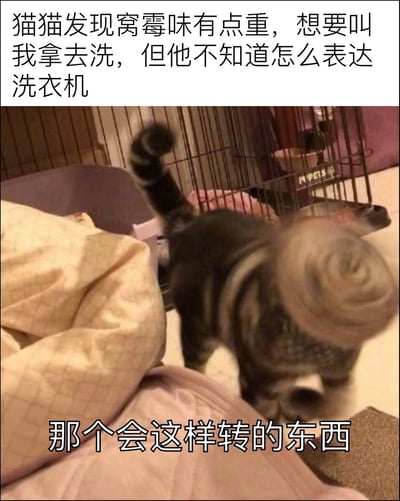 这是一张图文结合的趣味宠物梗图，采用顶配底文的排版形式，顶部配文说明饲养者家的猫咪发现自己的窝有霉味，想要让主人把窝送去清洗，但猫咪不知道该如何表达“洗衣机”这个物品；下方是实拍的虎斑猫，猫咪头部因快速转动呈现出模糊的螺旋效果，底部配文“那个会这样转的东西”，用猫咪转头的动作类比洗衣机运转的状态，创意十足又充满萌感。
