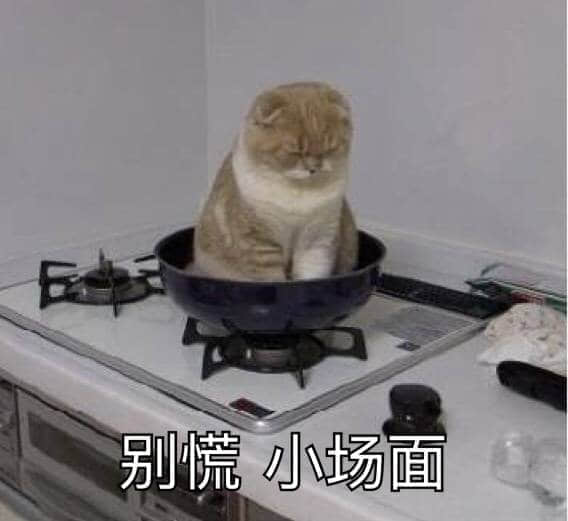 猫咪淡定坐锅中：别慌，小场面