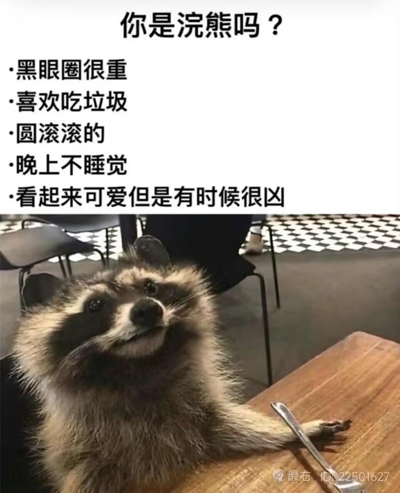 浣熊