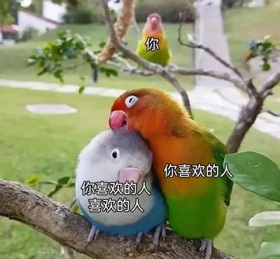 这张图片展示了一个有趣的爱情三角关系隐喻。图中有三只鸟栖息在树枝上：背景中单独站立的一只鸟被标记为"你"，前景中两只亲密依偎的鸟分别被标记为"你喜欢的人"和"你喜欢的人喜欢的人"。这种构图幽默地表现了单恋或暗恋中常见的无奈处境，即自己喜欢的人却喜欢着别人。图片背景是模糊的绿色草地和树木，营造出自然的氛围。