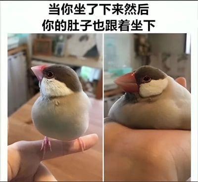 这是一张左右对比的静态图文混排图。左侧画面中，一只灰文鸟站立在人的手指上，身体挺拔，肚子看起来较为紧致，眼神警觉；右侧画面中，同一只鸟坐在人的手掌里，身体放松，原本紧致的肚子明显下垂变圆，呈现出“塌下来”的状态。图片上方配有文字“当你坐了下来然后你的肚子也跟着坐下”，通过小鸟坐姿变化导致肚子形态改变的可爱场景，幽默地类比了人类坐下时肚子容易松弛下垂的普遍现象，充满生活气息和搞笑效果。