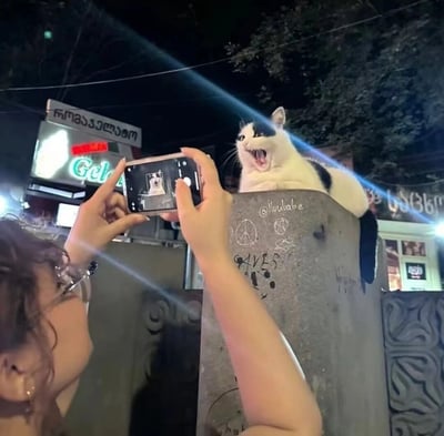 夜晚的街道上，一个人正用手机拍摄一只趴在石柱上的黑白相间的猫。猫咪张大嘴巴，露出牙齿，表情看起来既愤怒又惊恐。手机屏幕上可以看到正在拍摄的猫咪照片。石柱上有一些涂鸦，包括@illulabe和和平标志等图案。背景中有亮着灯的店铺招牌，上面有泰文文字。一道光束从手机方向射向猫咪，照亮了它的脸部。