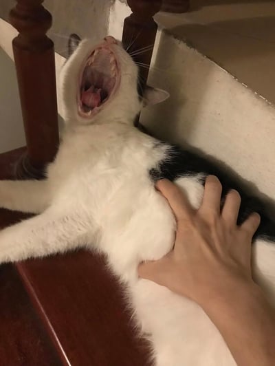 一只黑白相间的猫咪躺在木质楼梯上，嘴巴张得很大，露出牙齿和舌头，正在打哈欠。一只人手正在抚摸猫咪的肚子，猫咪看起来非常放松和舒适。