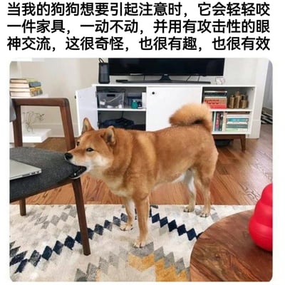 图片展示了一只棕色狗狗在客厅中，正轻轻咬着椅子腿，身体保持静止，眼神专注地看向镜头。图片上方配有文字描述：'当我的狗狗想要引起注意时，它会轻轻咬一件家具，一动不动，并用有攻击性的眼神交流，这很奇怪，也很有趣，也很有效'。整体场景温馨有趣，展现了宠物独特的求关注方式。