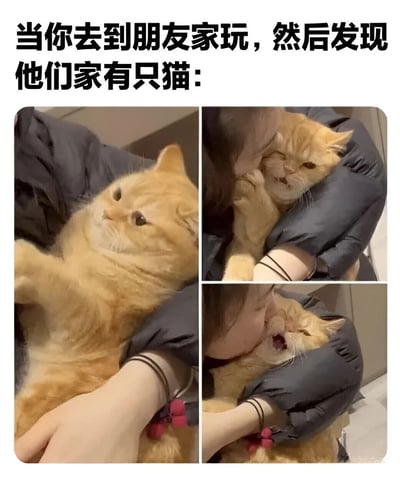 这是一张四格拼接图，展示了去到朋友家发现有猫后的反应。上方文字写着'当你去到朋友家玩，然后发现他们家有只猫：'。四格图中，一只橘猫被人抱着，从最初的平静注视，到被亲吻时用爪子推开，再到最后张嘴似乎在叫喊，生动展现了猫咪从接受关注到略显抗拒的可爱过程，同时也体现了访客见到猫咪后的喜爱之情。