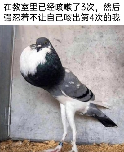 这是一张引发共鸣的网络搞笑梗图，图中是一只被修改过的、脖子异常鼓起、身体僵硬紧绷的鸽子，搭配上方文字“在教室里已经咳嗽了3次，然后强忍着不让自己咳出第4次的我”，用鸽子憋胀的形态精准比喻了在教室这类公共场合，为了不引人注意而拼命强忍咳嗽的人的状态，生动还原了那种憋得身体发紧、十分难受的感觉，戳中了许多人在公共场合在意他人目光、强忍不适的社恐或尴尬瞬间。