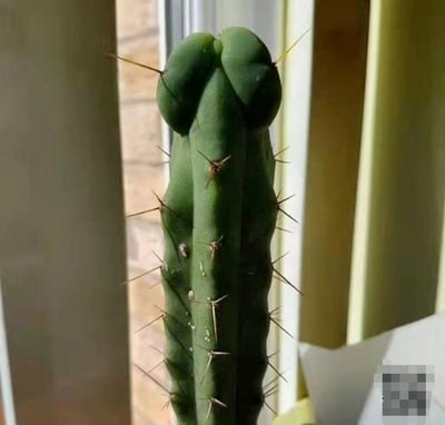 这是一张竖版拍摄的真实仙人掌照片，柱形仙人掌的顶部形态巧合地酷似男性头部，搭配仙人掌表面分布的尖刺，形成了充满滑稽感的趣味视觉效果，属于自然生长带来的巧合造型，没有人为修改的痕迹，画面轻松搞笑，容易引发网友的猎奇与调侃。