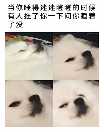 这是一张四格拼接的趣味表情包，顶部配有中文文案“当你睡得迷迷瞪瞪的时候有人推了你一下问你睡着了没”。四格画面依次呈现了一只狗狗从完全熟睡、闭眼躺着的状态，到被推醒后慢慢抬头，半睁着眼睛，一脸迷糊、没睡醒的呆滞模样，精准还原了人在深度睡眠中被突然叫醒时，那种反应迟钝、迷迷糊糊的真实状态，内容贴近日常，充满搞笑感。