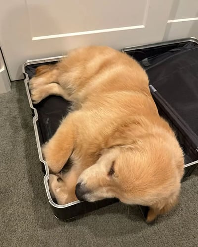 一只金毛犬蜷缩在打开的黑色行李箱中安静睡觉的场景。狗狗通体呈金黄色，毛发柔软蓬松，身体蜷缩成一团，头部枕在前爪上，双眼紧闭，表情安详。行李箱放置在灰色地毯上，背景是带有白色装饰线条的浅灰色墙壁，整体画面温馨治愈，充满生活气息。