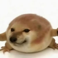 刀盾狗