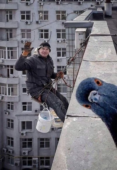 图片展示了一位悬挂在居民楼外侧的高空作业工人，他穿着深色工装，身上挂着涂料桶，面带笑容挥手，看起来状态轻松。画面右侧的鸽子通过视觉错位（或后期合成）的方式，呈现出长有四只眼睛的怪异模样，与工人的日常工作场景形成反差，制造出滑稽搞笑的效果，让普通的工作瞬间充满趣味。