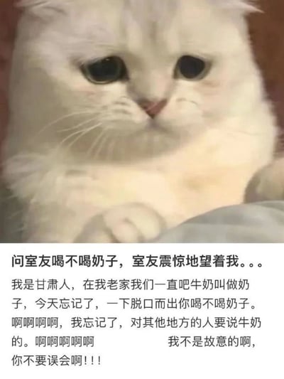 这是一张图文结合的搞笑梗图，上半部分是一只眼睛湿漉漉、神态委屈不安的白色长毛猫咪，精准契合了文字中当事人尴尬窘迫的心情；下半部分配了当事人分享的亲身社死经历：一名甘肃网友老家方言习惯把牛奶叫做“奶子”，顺口问室友“喝不喝奶子”，室友露出震惊的反应，网友才反应过来这个说法在通用语境里有其他歧义，连忙慌乱辩解自己不是故意的，只是方言习惯，希望室友不要误会，将社死又委屈的情绪表现得十分生动搞笑。