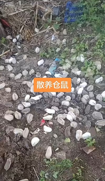 这是一张户外实拍竖图，画面中大量毛色不一（包含白色、灰色、银灰色等）的仓鼠密集聚集在混杂着杂草、枯枝、碎石的泥土地面上活动，画面中央叠加有橙色背景的白色醒目文字“散养仓鼠”，仓鼠数量极多且完全处于露天室外环境，结合原发布标题的调侃，暗指这些散养的仓鼠会成为流浪猫的食物来源。