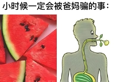 图片分为左右两部分，左侧是真实的西瓜切片照片，右侧是卡通插画。插画中一个人物的身体内部长出了西瓜，西瓜藤从嘴里延伸出来并开了花，幽默地表现了'吞西瓜籽会在肚子里长西瓜'这一父母常用来骗小孩的说法。