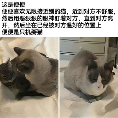 图片上方配有文字介绍一只名叫“便便”的猫咪，描述其喜欢无限接近其他猫，近到让对方不舒服，再用恶狠狠的眼神盯着对方直到对方离开，然后霸占被温好的位置，并称其为“机掰猫”。下方左侧图片显示便便近距离贴近另一只猫，右侧图片显示便便独自坐在位置上，眼神略显严肃。