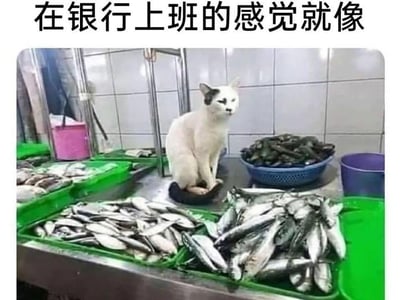 这张梗图上方配有文字“在银行上班的感觉就像”，下方是一张真实拍摄的水产操作台场景照片：一只白身带黑斑的猫咪静坐在堆满鲜鱼的操作台中间，猫咪眼神空洞、表情麻木，周围的绿色托盘里摆满了处理好的各类鲜鱼，背景是贴有瓷砖的墙面和盛放鱼类的容器。该梗图用猫咪身处满是鲜鱼的环境却无法享用的状态，类比银行工作人员每日接触大量金钱，却只能恪守工作规则、无法随意支配这些财富的职场处境，以动物的无奈状态共情打工人的工作情绪，是十分形象的职场吐槽内容。