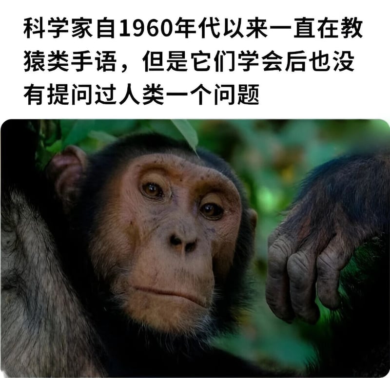 黑猩猩