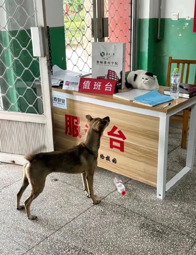 这是一张实拍的趣味照片，拍摄场景为国内高校内的物业值班台区域。浅木色的值班服务台桌面上摆放着红色“值班台”标识牌、鲁东大学教师教育学院的手提袋、文件、矿泉水、笔记本等物品，一只黑白花色的猫咪正趴在桌面右侧，神态淡定地看向台前方。一只棕黄色的土狗站在服务台前的水磨石地面上，抬头望向桌上的猫咪，二者的状态仿佛是狗狗作为访客前来找值班的猫咪办理事务，充满拟人化的趣味感。背景可见带菱形防盗网的铁门、下半部分涂成绿色的墙面，整体是颇具生活气息的校园场景。