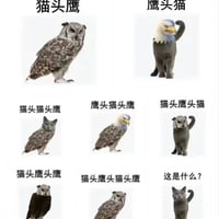 猫头鹰
