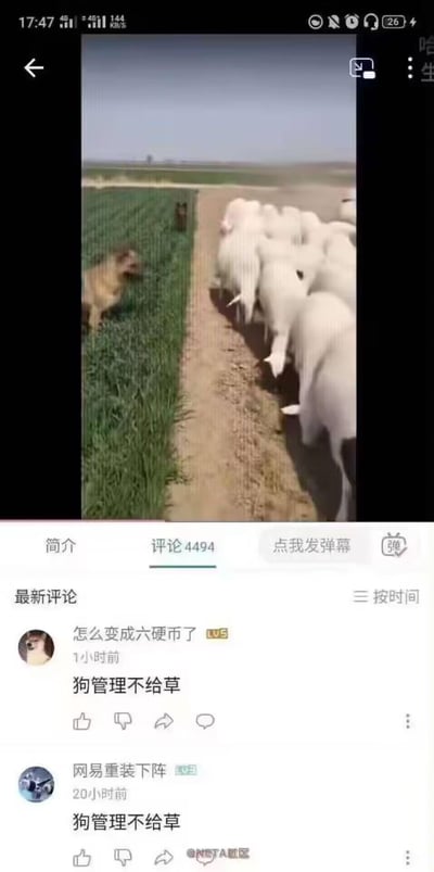 这是哔哩哔哩平台的一段放牧视频截图，画面中一只狗在田埂的草地旁对着聚集的羊群吠叫，似乎在驱赶、管理羊群的行动；下方的评论区里，有两条用户评论都发了「狗管理不给草」，玩了谐音梗——将赶羊的狗调侃成「管理员」，结合羊需要吃草的场景，暗指管理者不给对应资源，另有一条评论提到「怎么变成六硬币了」，是和B站平台的硬币机制相关的内容。