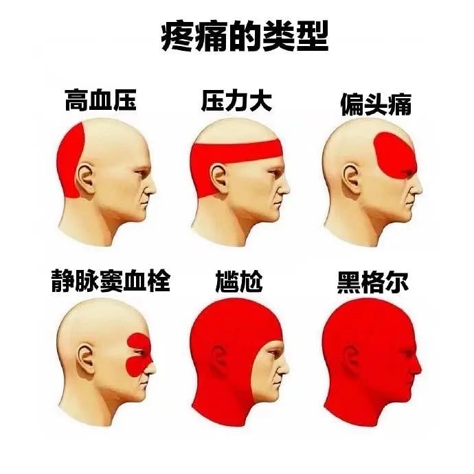 医学教材/通用三维头模