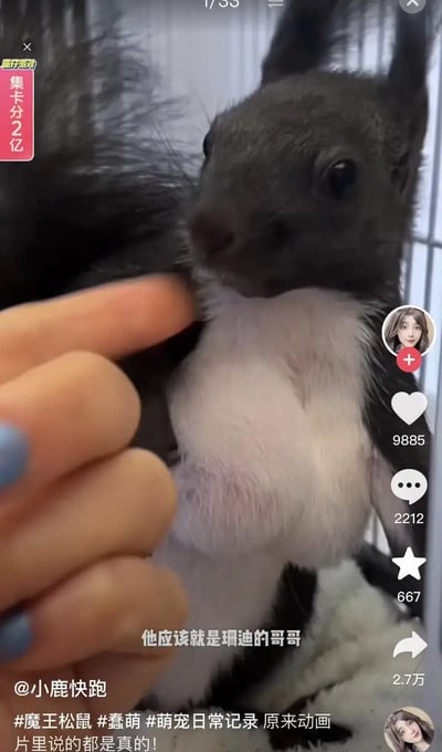 画面是一只毛色乌黑、肚皮发白的松鼠，被人用手指轻轻触摸，松鼠一脸呆萌可爱。画面中央有字幕“他应该就是瑞迪的哥哥”，令人联想到动画或影视作品中松鼠类角色的Q萌形象，形成一种拟人化与现实的对照，非常有趣。手指和松鼠之间的互动也体现出温馨与亲密感。这种段子形式适合萌宠粉丝间互相调侃使用。

**没有明显的双关、谐音梗，但有拟人化和动画形象加以调侃的趣味。**