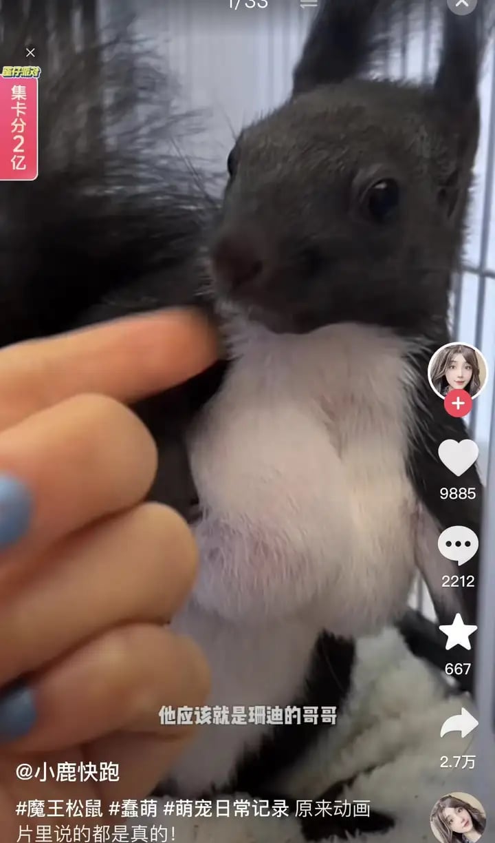 松鼠