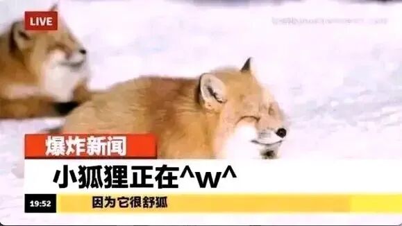 狐狸