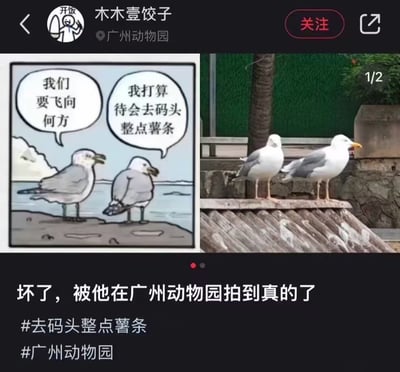 社交媒体帖子包含左右拼接的两张图：左侧是卡通风格的两只海鸥对话，左海鸥问“我们要飞向何方”，右海鸥答“我打算待会去码头整点薯条”；右侧是广州动物园实拍的两只海鸥站立场景。下方配文“坏了，被他在广州动物园拍到真的了”，并带#去码头整点薯条 #广州动物园话题标签，通过卡通梗图与真实动物照片的对比制造幽默效果，调侃海鸥“不忘初心”只想吃薯条的可爱形象。