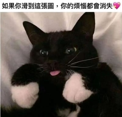 图片主体是一只黑白色猫咪，黑色的毛发搭配白色的爪子，正躺在白色的柔软背景上。猫咪睁着圆溜溜的绿色眼睛，嘴巴微张吐着粉色的小舌头，前爪向前伸出，姿态可爱俏皮。图片顶部有一行文字：“如果你滑到這張圖，你的煩惱都會消失”，末尾带有一个粉色爱心表情，整体营造出温馨治愈的氛围，旨在通过可爱的猫咪形象缓解观者的烦恼。