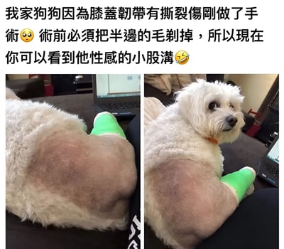 图片为左右两格拼接的静态照片，上方配有文字说明。左侧照片中，白色狗狗侧身躺着，右后腿部缠着绿色绷带，同侧大腿毛发被剃光，露出光滑的皮肤；右侧照片中，狗狗坐着看向镜头，表情平静，剃毛的大腿和绿色绷带清晰可见。文字内容讲述狗狗因膝盖韧带撕裂刚做完手术，术前剃掉半边毛发，现在能看到它“性感的小股溝”，语气中既有对狗狗的心疼，又带着幽默调侃。