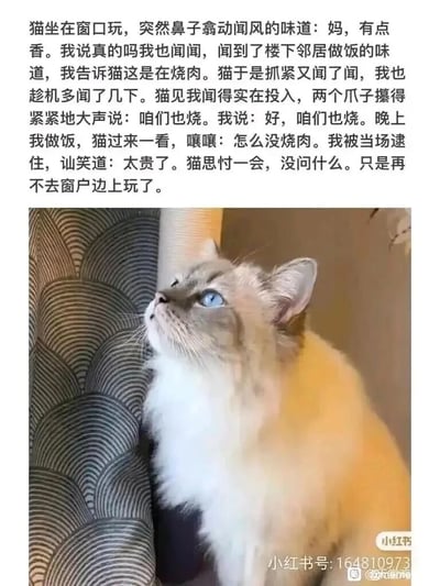 这是一则图文结合的趣味宠物内容，上方文字讲述了一个温馨又好笑的日常小故事：主人家的猫咪在窗边玩耍时，闻到了楼下邻居家烧肉的香味，激动地跟主人说自己家也要烧肉，主人答应后，晚上做饭却没有烧肉，理由是烧肉太贵，猫咪在发现后，之后就再也不去窗边玩了。下方搭配了一张蓝眼睛布偶猫的照片，猫咪抬头望向上方，爪子抓着猫抓柱，看起来正专注地嗅闻味道，和故事里猫咪闻到烧肉香时的期待状态完美呼应，让整个故事更有画面感，既搞笑又带着点猫咪的小失落，十分治愈。