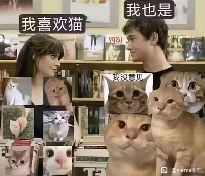 图片中一男一女在书架背景的房间里对视，女生头顶对话框写着“我喜欢猫”，男生头顶对话框写着“我也是”。周围拼贴了多张不同猫咪的照片，其中男生一侧有一只猫咪的图片上写着“我没意见”。整体营造出两人因共同喜欢猫而产生共鸣的轻松幽默场景。