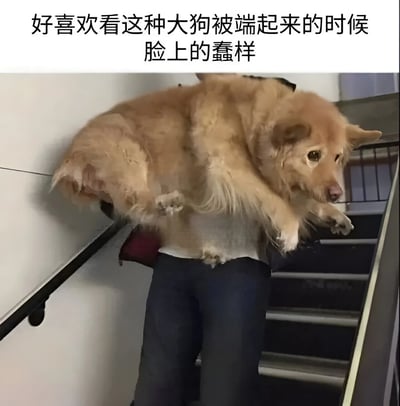 图片上方配有文字“好喜欢看这种大狗被端起来的时候脸上的蠢样”，下方是一张实拍照片。照片中一只金毛犬被人从腋下抱起，身体悬空，四肢自然下垂，正站在楼梯间。狗狗眼神略带困惑，嘴巴微张，表情显得有些呆萌，配合上方文字形成幽默效果，展现了宠物被抱起时的有趣瞬间。