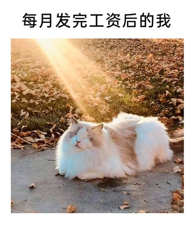 这是一张贴合打工人日常的搞笑梗图，顶部配有文字“每月发完工资后的我”，图中主体是一只长毛猫咪，它趴在铺满枯黄落叶的户外水泥地面上，沐浴着暖金色的阳光，双眼紧闭、嘴角微微上扬，露出一脸满足又慵懒的神情，放松地休憩着。这张图用猫咪惬意的状态，精准共情了当代打工人发完工资后，暂时缓解经济压力、身心彻底放松的情绪，生动又有趣地调侃了打工人的生活状态，容易引发同类群体的共鸣。