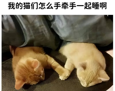 图片上方有一行黑色文字“我的猫们怎么手牵手一起睡啊”，下方是一张实拍照片。照片中两只猫咪（一只橘色，一只浅黄色）正趴在深色的网状垫子上，身体部分被灰色的布料覆盖，它们都处于熟睡状态，并且前爪相互交叠，呈现出“手牵手”的温馨画面，整体氛围可爱又治愈。
