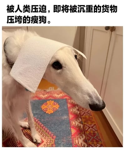 图片中是一只白色瘦长的狗（疑似灵缇或惠比特犬），头顶被放置了一张白色纸巾，眼神显得疲惫而无奈。狗坐在铺有彩色花纹地毯的地板上，背景是白色橱柜。图片上方配有文字：“被人类压迫，即将被沉重的货物压垮的瘦狗。” 通过拟人化手法，将狗头顶纸巾的轻松场景夸张描述为“被压迫”“被货物压垮”，形成强烈的幽默反差效果。
