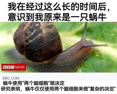 图片上方配有文字“我在经过这么长的时间后，意识到我原来是一只蜗牛”，中间是一只背着棕色带花纹壳的蜗牛爬行在绿色叶子上的照片，左下角有“BBC NEWS”水印，下方文字为“BBC.COM 蜗牛使用'两个脑细胞'做决定 研究表明，蜗牛仅仅使用两个脑细胞来做'复杂的决定'”。通过将人类自嘲与蜗牛仅用两个脑细胞做决定的科学研究结合，形成幽默效果，暗示自己做决定也像蜗牛一样简单直接。