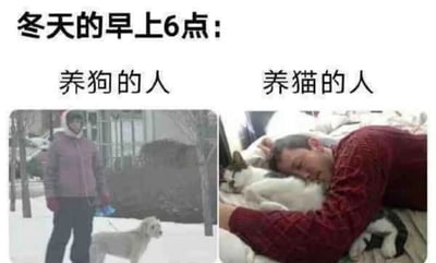这是一张左右对比的图文梗图，上方标注文字“冬天的早上6点：”，并分为左右两个区域分别标注“养狗的人”和“养猫的人”。左侧画面展示了在飘雪的冬日清晨，一位穿着厚重带帽外套、戴着手套的人，牵着一只狗站在积雪的户外，环境看起来十分寒冷，主人的状态显得被迫早起、十分辛苦；右侧画面则是一位穿着毛衣的人，正抱着一只猫在温暖的被窝里熟睡，状态十分安逸。这张图通过强烈的场景对比，生动调侃了养狗与养猫在日常作息上的差异：养狗需要无论天气多冷都早起出门遛狗，而养猫则可以在温暖的室内继续休息，精准戳中了养宠人群的真实生活体验，充满趣味。