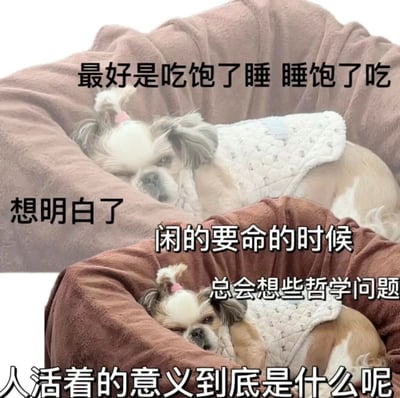 图片中一只小型犬（疑似西施犬）舒适地躺在棕色毛绒宠物窝里，身上穿着白色绗缝马甲，头顶戴着粉色蝴蝶结，表情放松慵懒，眼神微眯似睡非睡。图片上方叠加文字“最好是吃饱了睡 睡饱了吃”，左侧写着“想明白了”，中间部分为“闲的要命的时候 总会想些哲学问题”，底部则是“人活着的意义到底是什么呢”。整体通过狗狗的惬意姿态与幽默文字结合，反差萌地展现了从简单生活欲望（吃睡循环）到突然陷入深刻哲学思考的有趣心理变化，暗合当代人在悠闲时刻容易过度思考人生意义的普遍体验，充满轻松自嘲的喜剧效果。