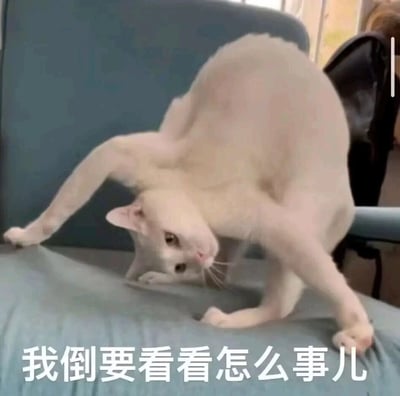 这是一张趣味静态表情包，画面中两只白色猫咪在蓝色椅子上意外重叠，形成了类似“双头多肢”怪异猫咪的视觉错位效果，猫咪的眼神看起来好奇又疑惑。图片底部配有东北方言风格的文字“我倒要看看怎么事儿”，将猫咪拟人化，传递出好奇、八卦、想要一探究竟的吃瓜心态，适合在聊天时用来表达对新鲜事、怪事的好奇与关注。