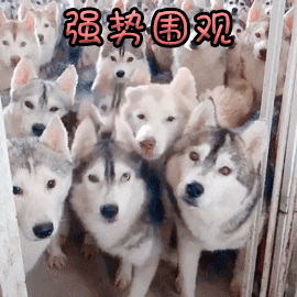 一群哈士奇强势围观的动态图