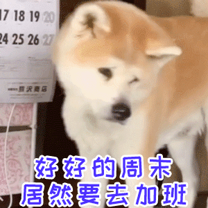 柴犬的周末加班怨念