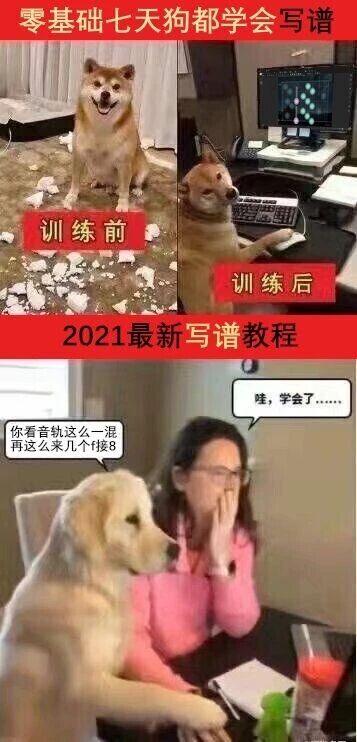 这是一组由三张图片拼接而成的连环搞笑图，以调侃“零基础快速学会写谱”的教程为主题。第一张图上方配有文字“零基础七天狗都学会写谱”，下方标注“训练前”，画面是一只柴犬坐在满地碎纸中，看起来十分调皮；第二张图标注“训练后”，同一只柴犬坐在电脑前操作写谱软件，下方配有“2021最新写谱教程”的文字，形成强烈的前后反差；第三张图中，一只金毛坐在桌前，一本正经地对旁边的女士说“你看音轨这么一混再这么来几个f接8”，女士则捂嘴惊讶地回应“哇，学会了……”。其中“f接8”是谐音梗，对应音乐里的音符“F（fa）接B（si）”，用动物学会写谱的夸张设定，讽刺了一些声称能让零基础人群快速掌握技能的夸大宣传，制造出荒诞搞笑的效果。