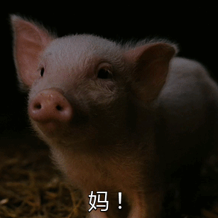 小猪急切呼唤妈妈的可爱动图