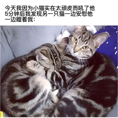图片上方配有文字描述情景：“今天我因为小猫实在太顽皮而吼了他 5分钟后我发现另一只猫一边安慰他一边瞪着我：”。下方是两只虎斑猫在灰色沙发上的照片，其中一只猫咪蜷缩着身体，头埋在另一只猫的怀里，显得有些委屈害怕；另一只猫咪则用身体环绕着同伴，像是在进行安慰，同时转过头，眼神严肃地瞪视着镜头方向（仿佛瞪着主人），画面生动展现了猫咪之间的情感互动和拟人化的“不满”情绪。